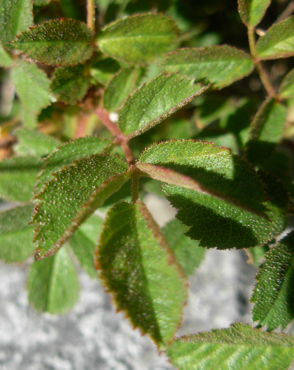 Rosa pulverulenta M. Bieb. / Rosa vischiosa